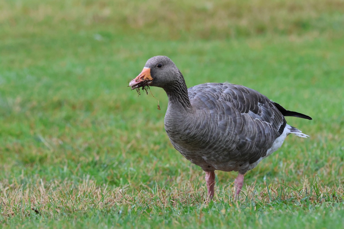 Graylag Goose (European) - ML641309171