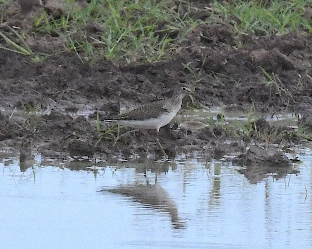 Einsiedelwasserläufer - ML641309184