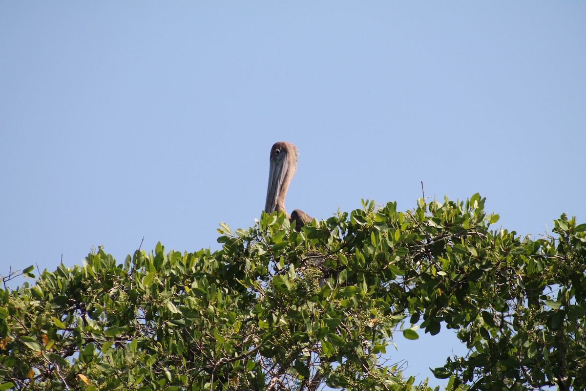 Brown Pelican - ML641309222