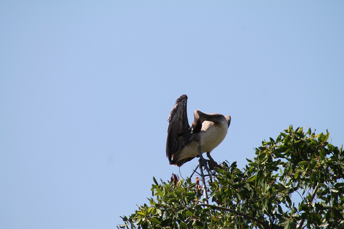 Brown Pelican - ML641309232