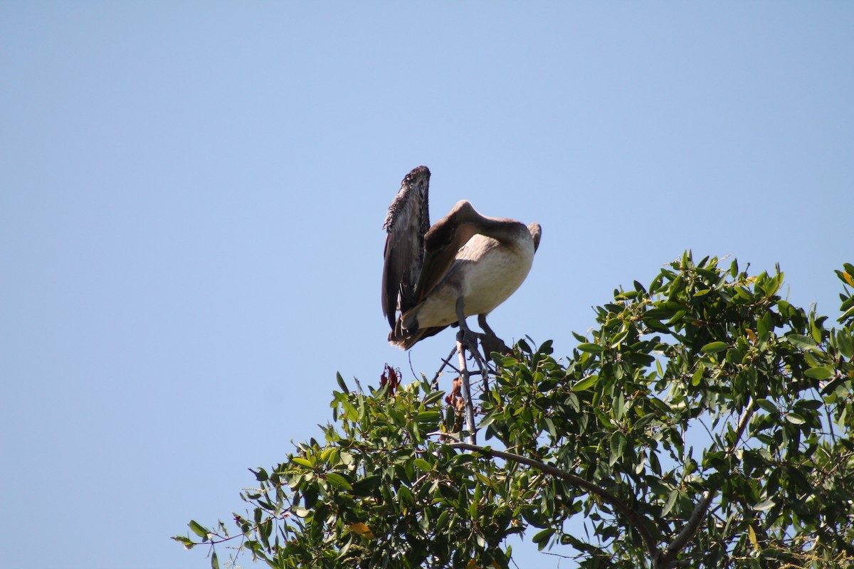 Brown Pelican - ML641309233