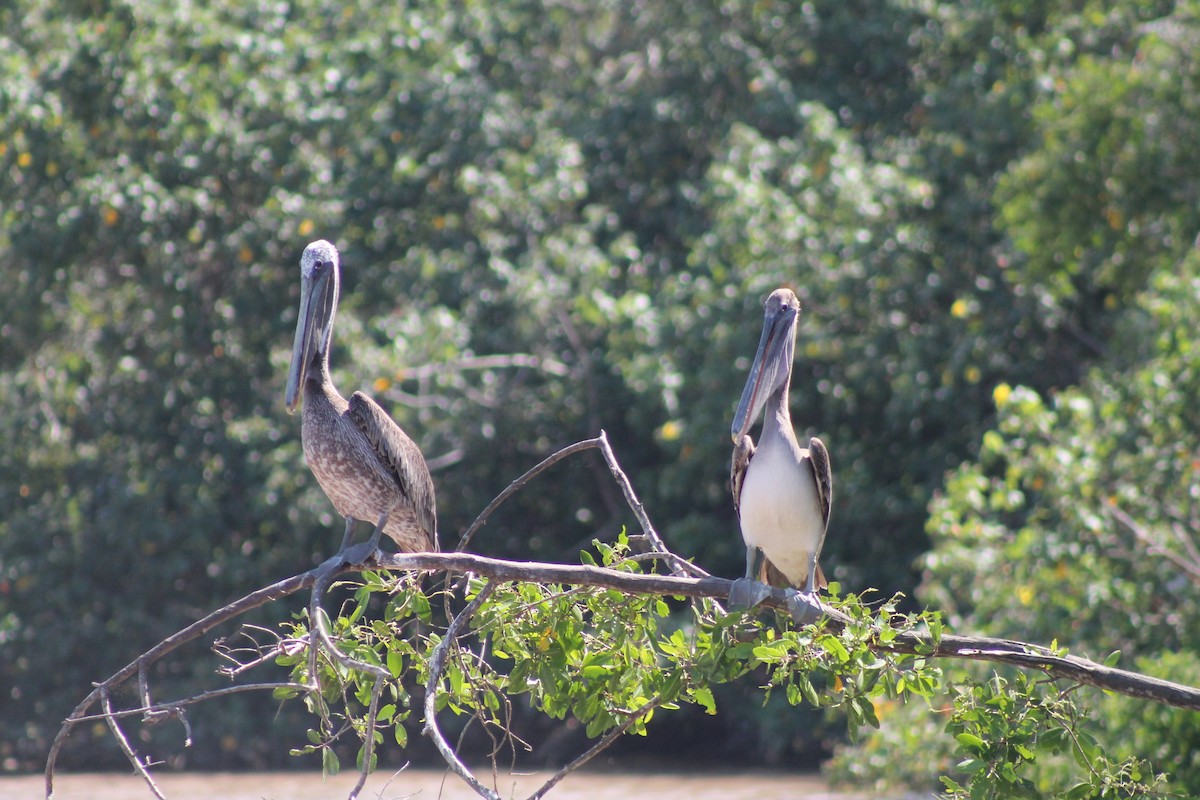 Brown Pelican - ML641309234