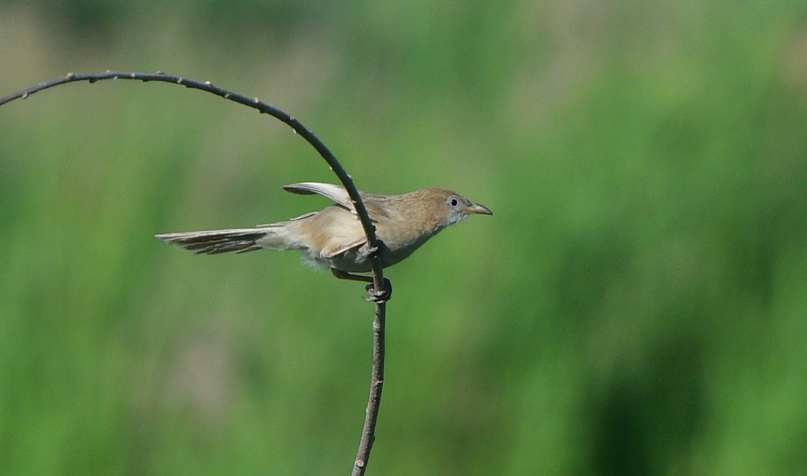Iraq Babbler - ML641309236