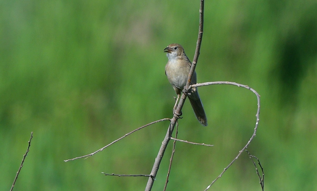 Iraq Babbler - ML641309237