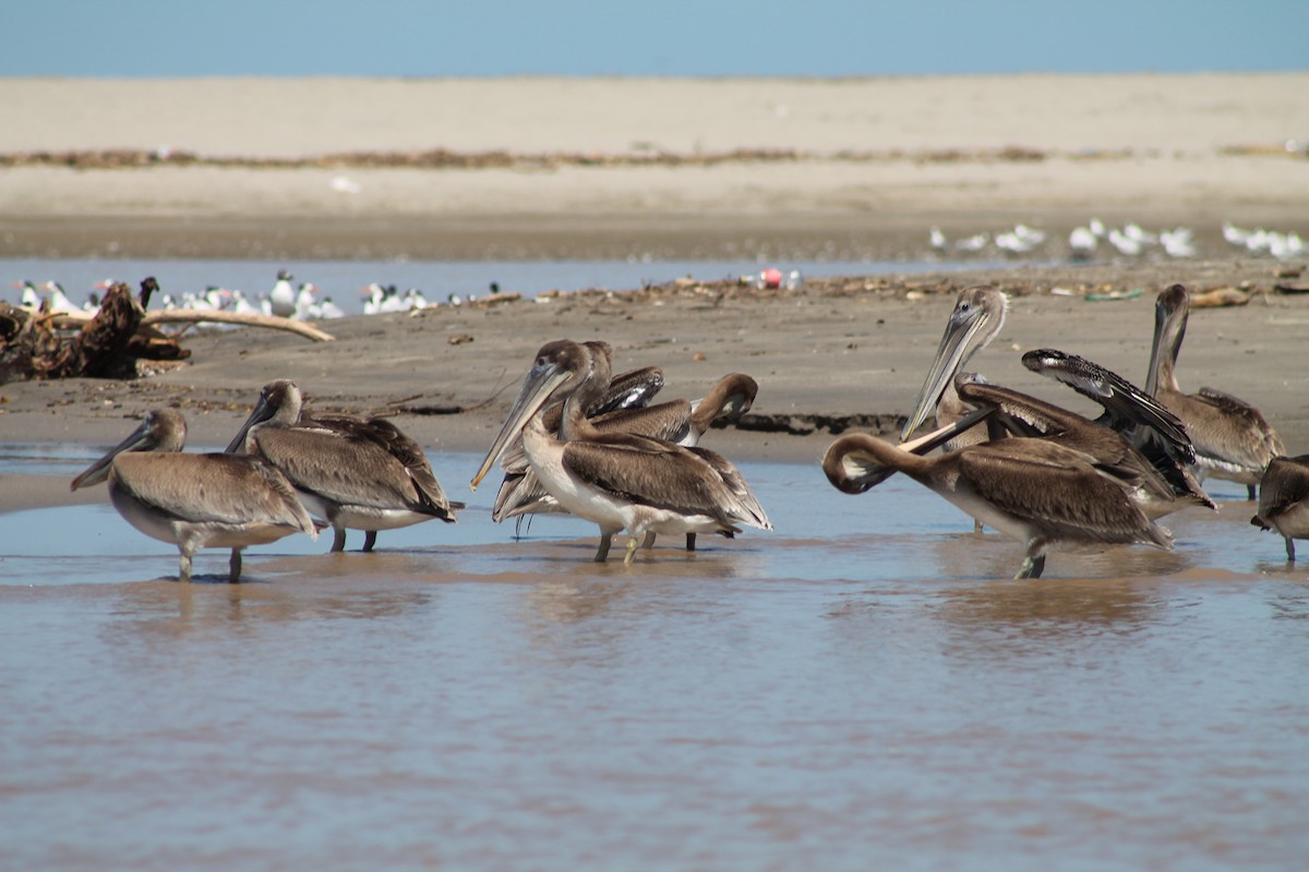 Brown Pelican - ML641309257