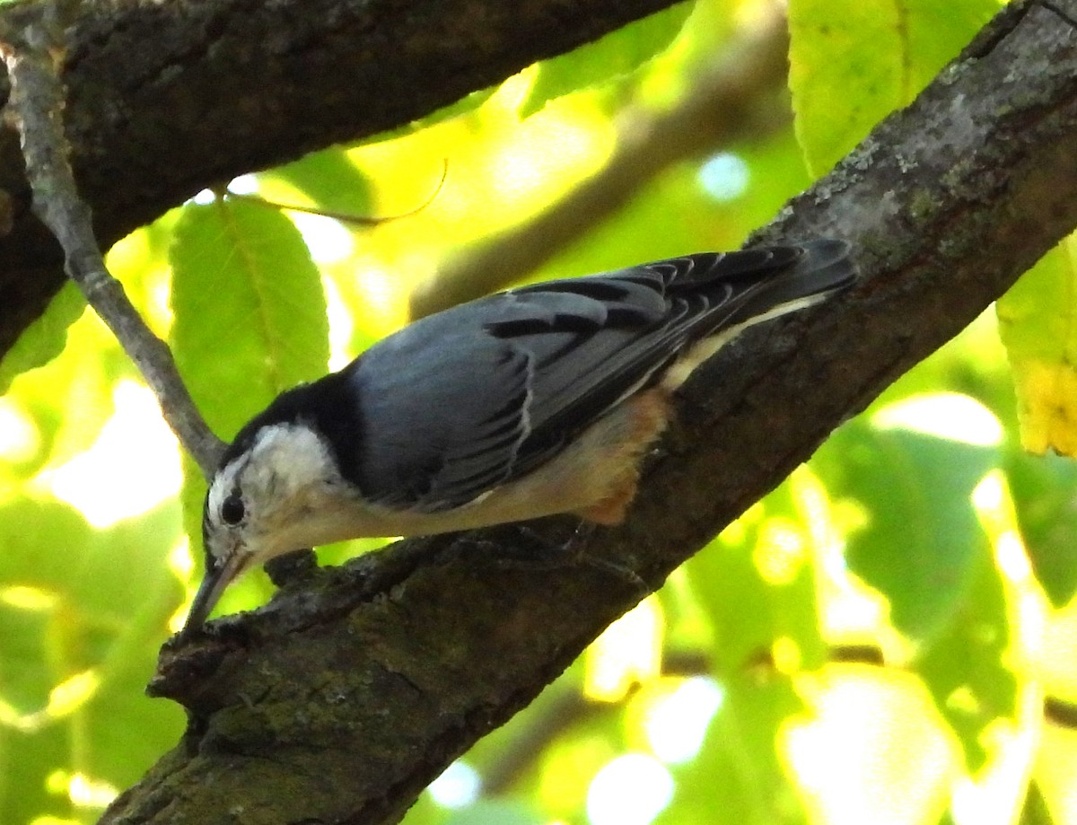 Weißbrustkleiber - ML641309258