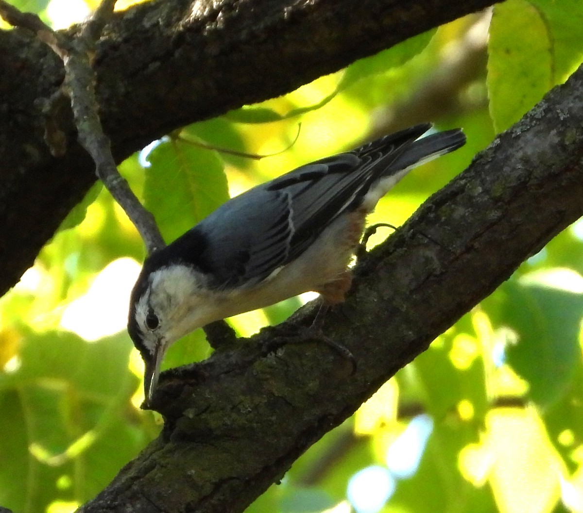 Weißbrustkleiber - ML641309260