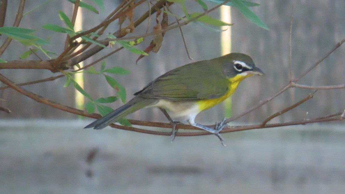 Yellow-breasted Chat - ML641309266