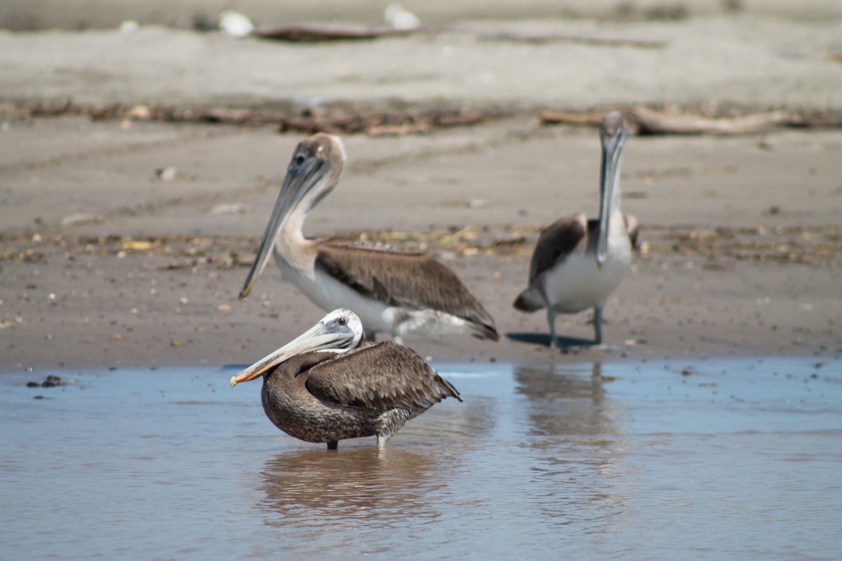 Brown Pelican - ML641309267