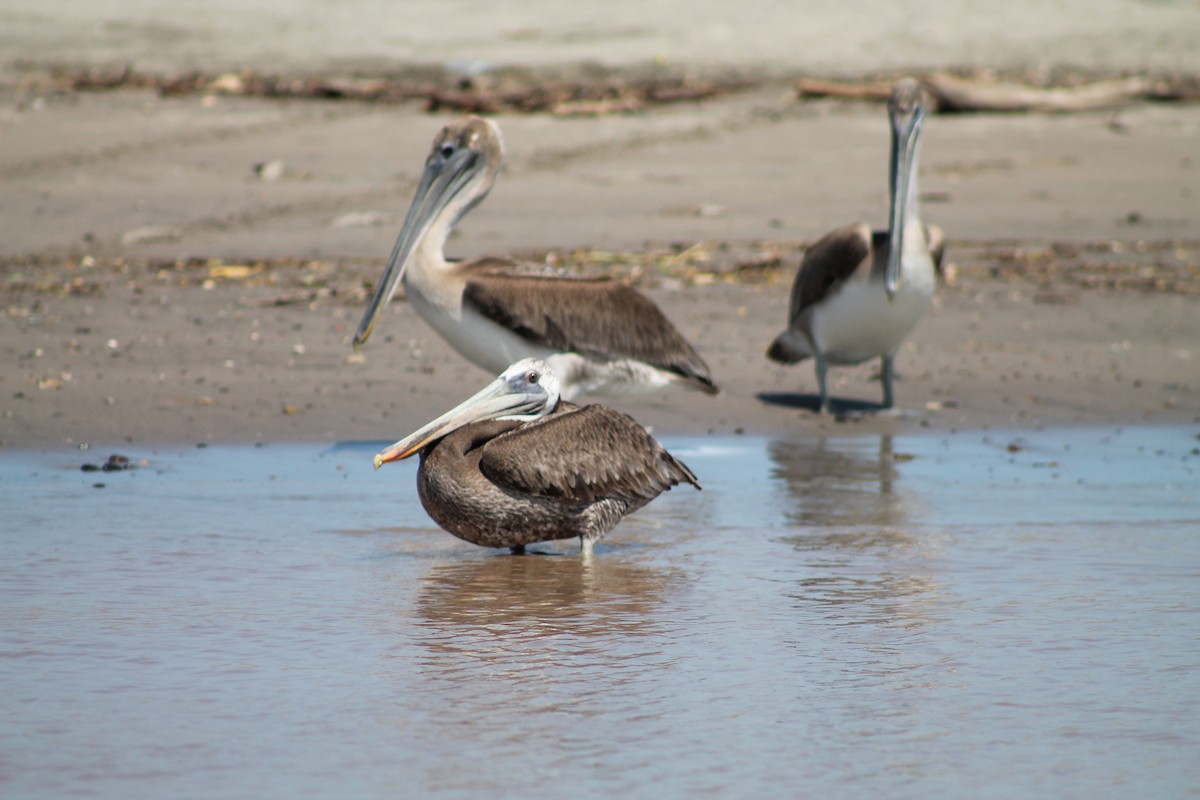 Brown Pelican - ML641309268