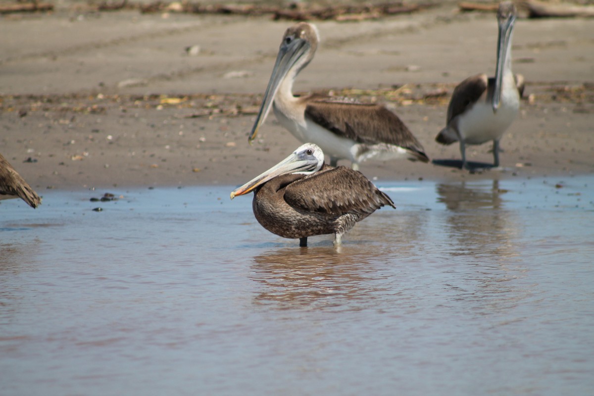 Brown Pelican - ML641309269