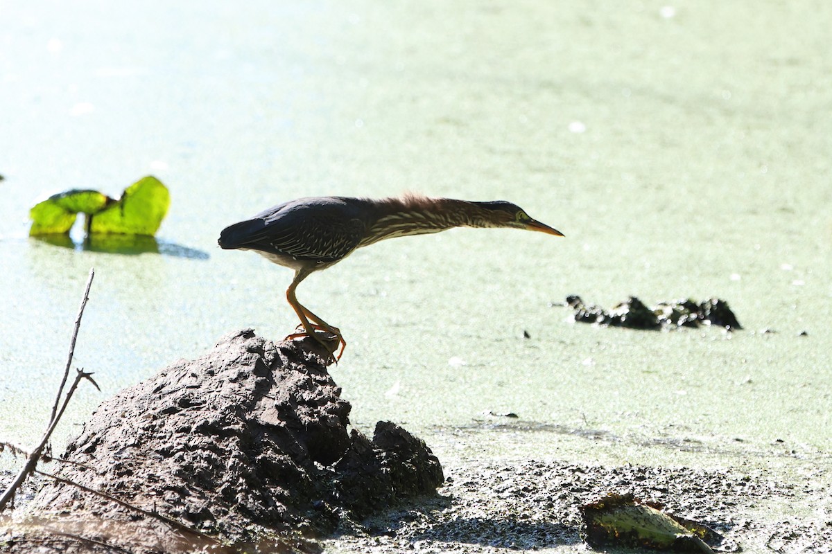 Green Heron - ML641309282
