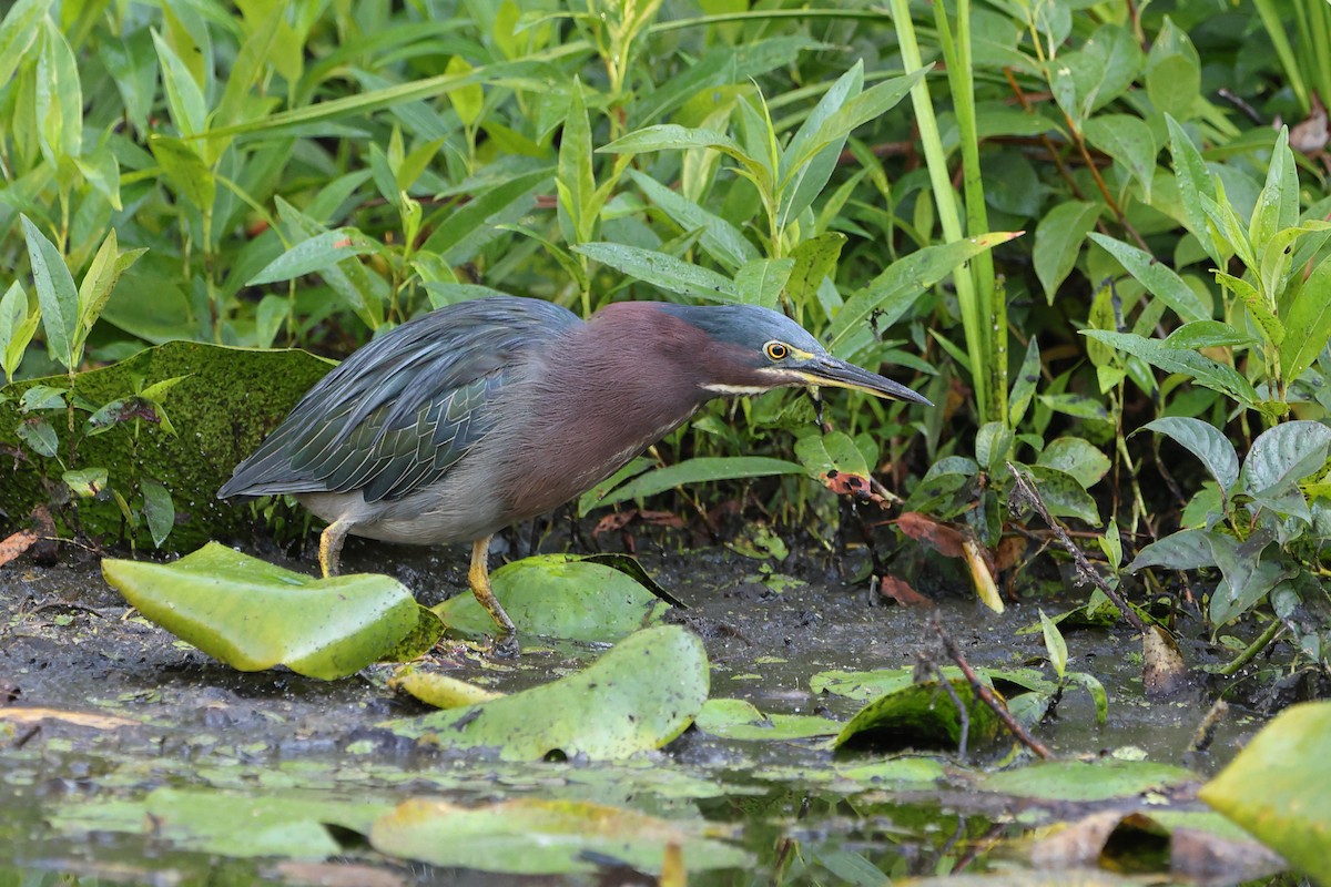 Green Heron - ML641309285