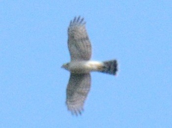 Sharp-shinned Hawk (Northern) - ML641309287