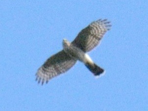 Sharp-shinned Hawk (Northern) - ML641309288