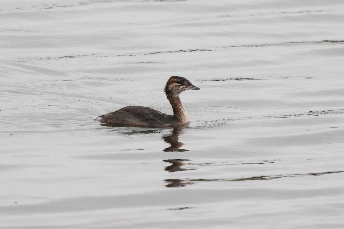Horned Grebe - ML641309329
