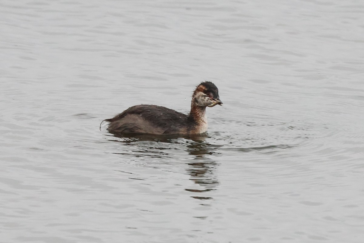 Horned Grebe - ML641309330