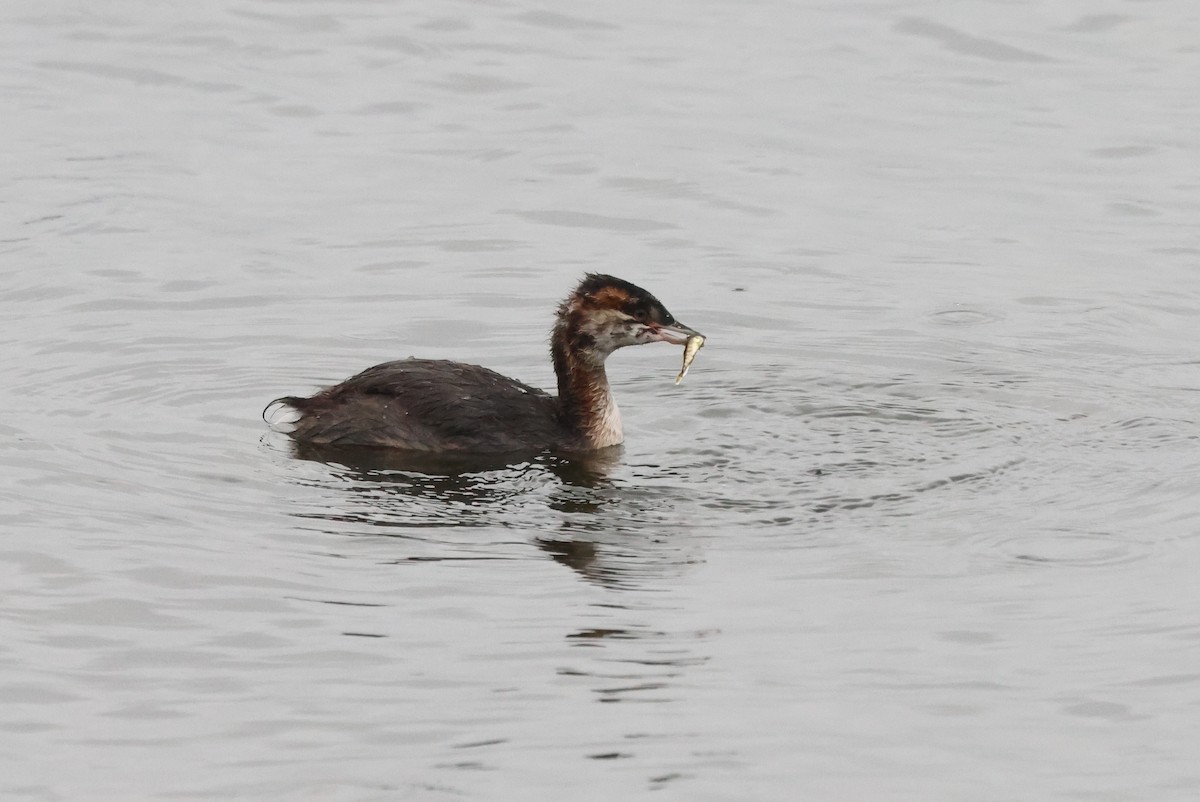 Horned Grebe - ML641309331