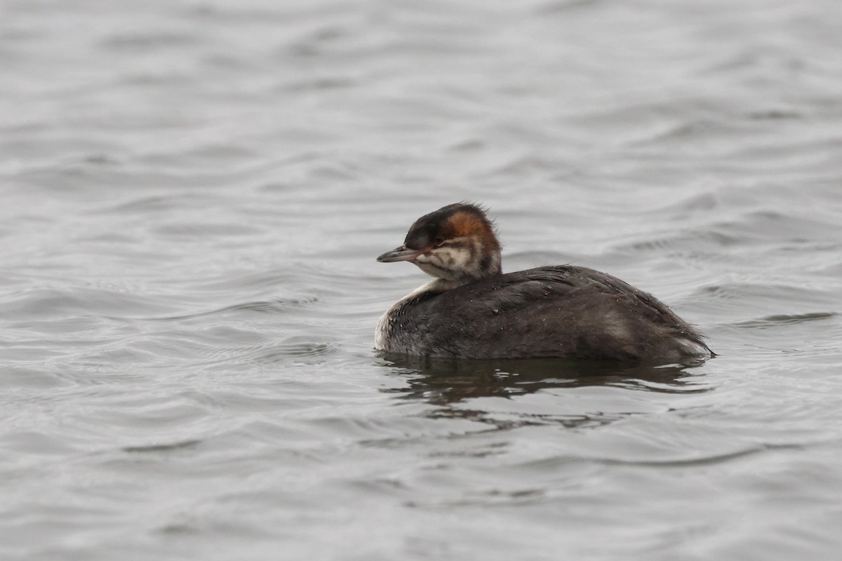 Horned Grebe - ML641309332