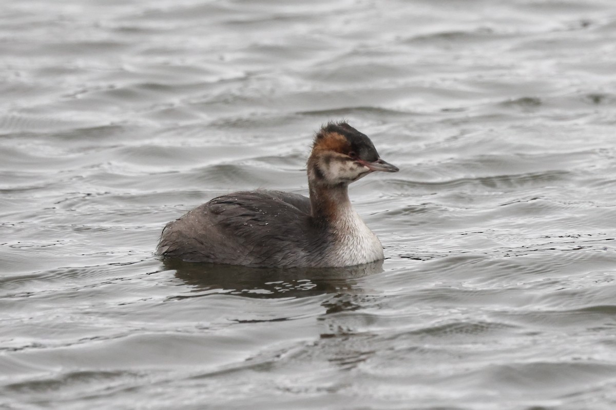 Horned Grebe - ML641309333