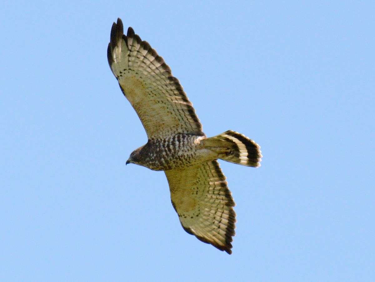 Broad-winged Hawk - ML641309337
