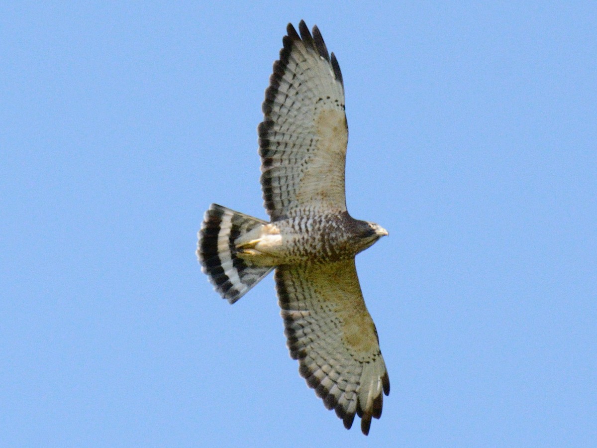 Broad-winged Hawk - ML641309338