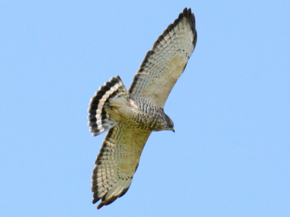 Broad-winged Hawk - ML641309340