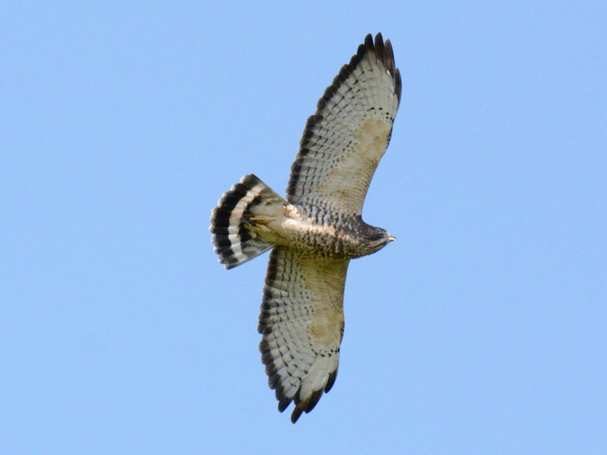 Broad-winged Hawk - ML641309341