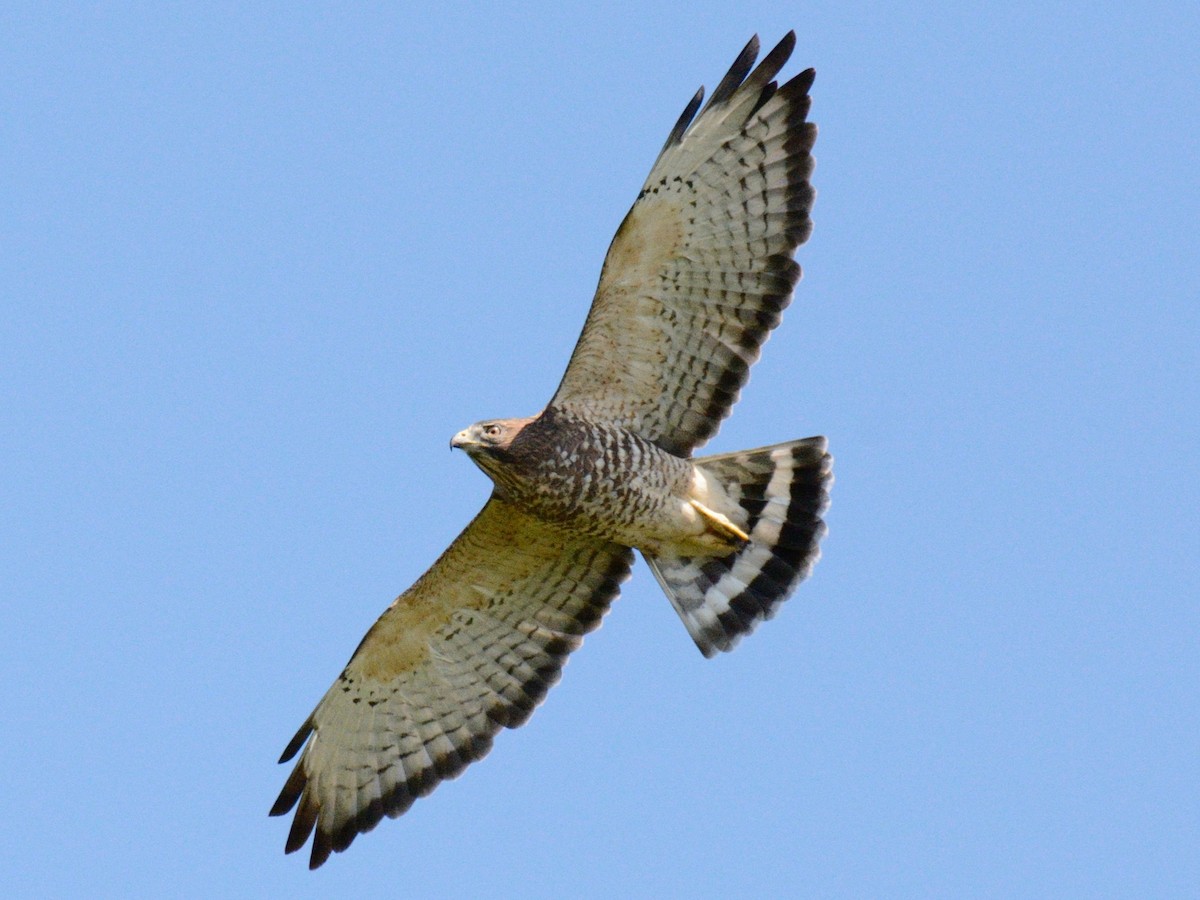 Broad-winged Hawk - ML641309343