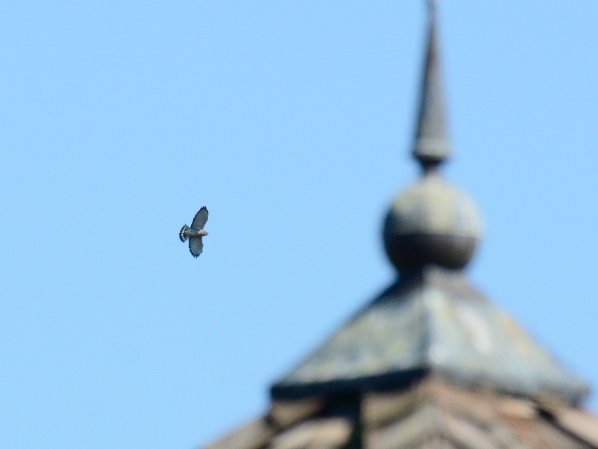 Broad-winged Hawk - ML641309344