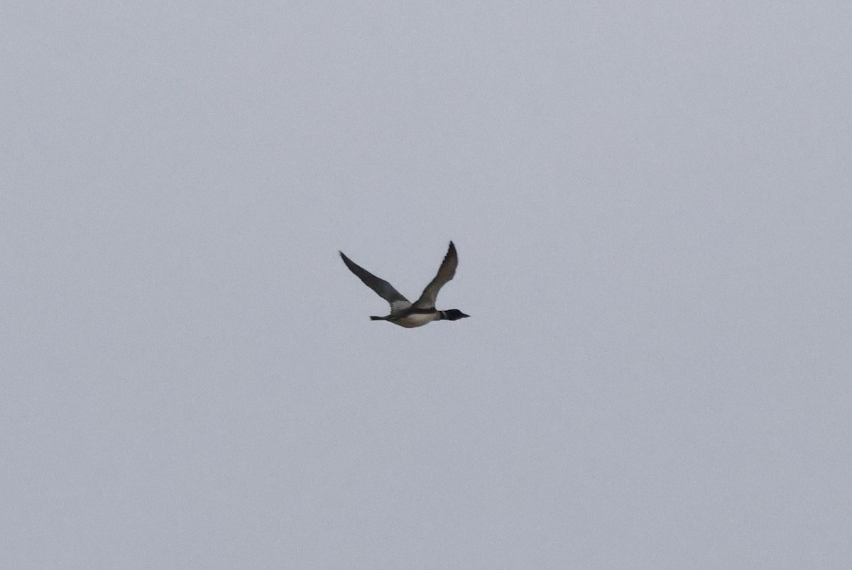 Common Loon - ML641309349
