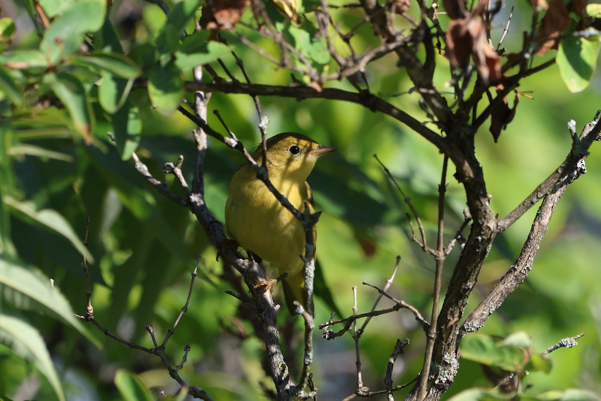 Yellow Warbler - ML641309350