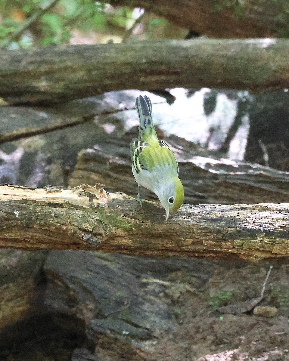 Chestnut-sided Warbler - ML641309352