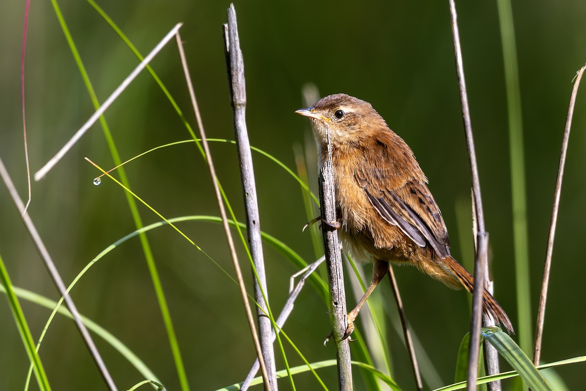 Grass Wren (Northern) - ML641309353
