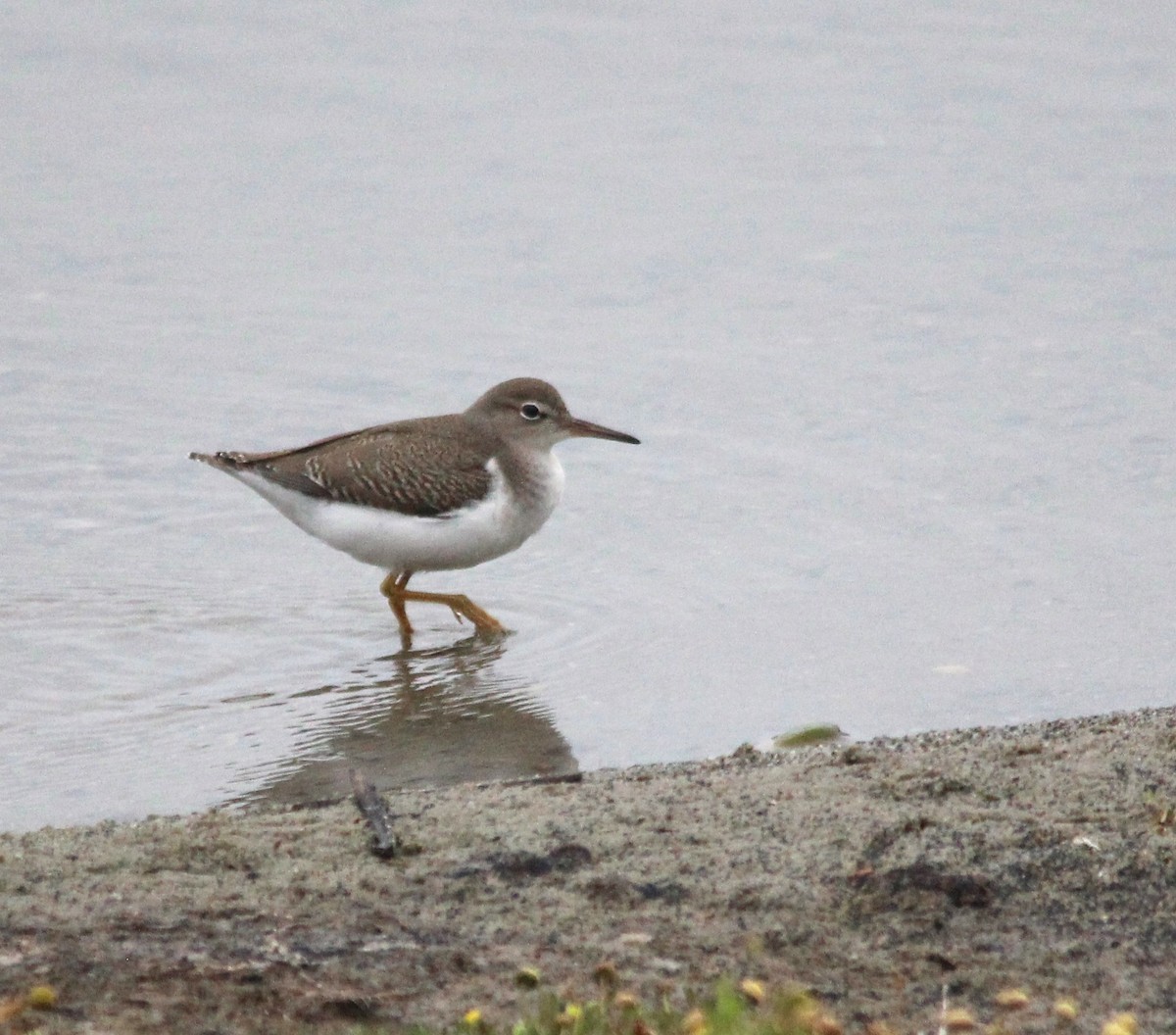 Spotted Sandpiper - ML641309354