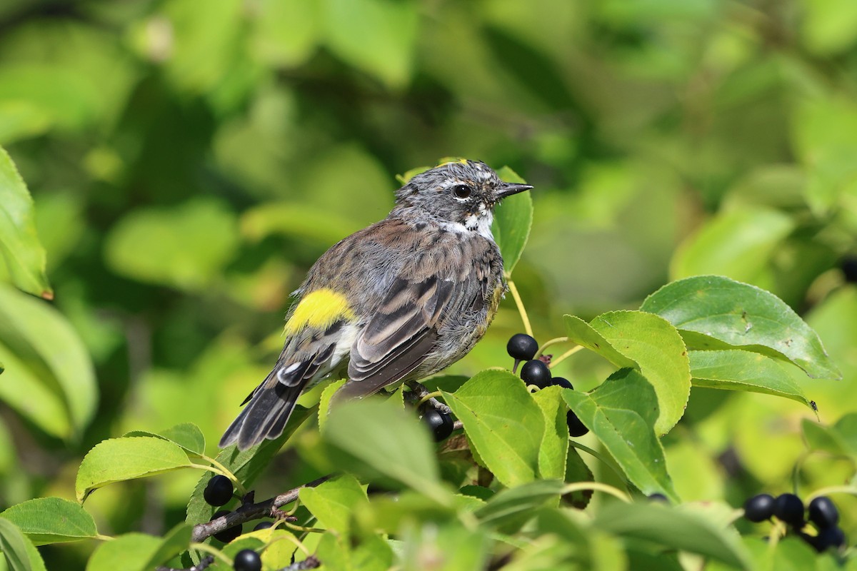 Yellow-rumped Warbler - ML641309355