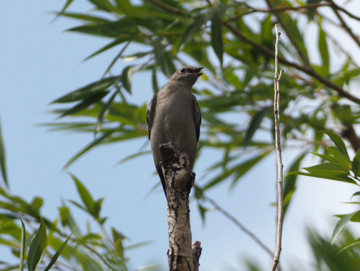 Townsend's Solitaire - ML641309356