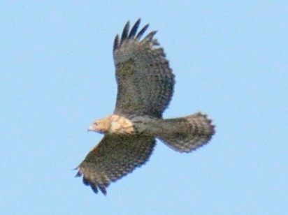 Red-shouldered Hawk (lineatus Group) - ML641309357