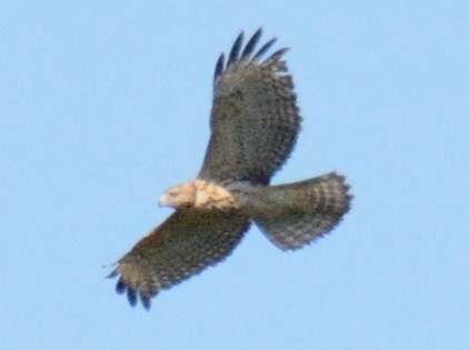 Red-shouldered Hawk (lineatus Group) - ML641309358