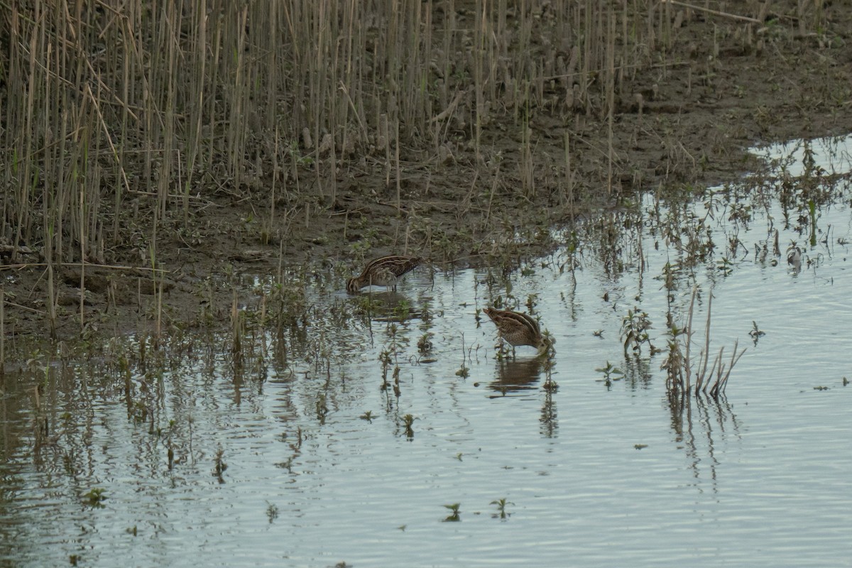 Common Snipe - ML641309360