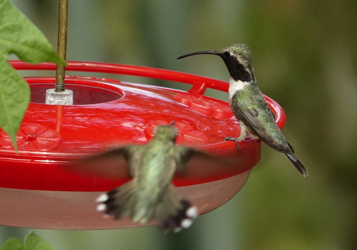 Lucifer Hummingbird - ML641309361