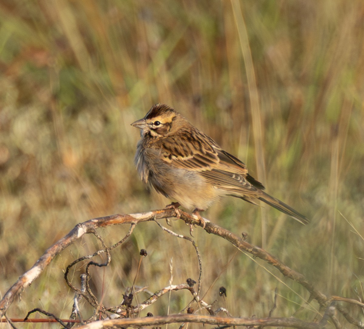 Lark Sparrow - ML641309362