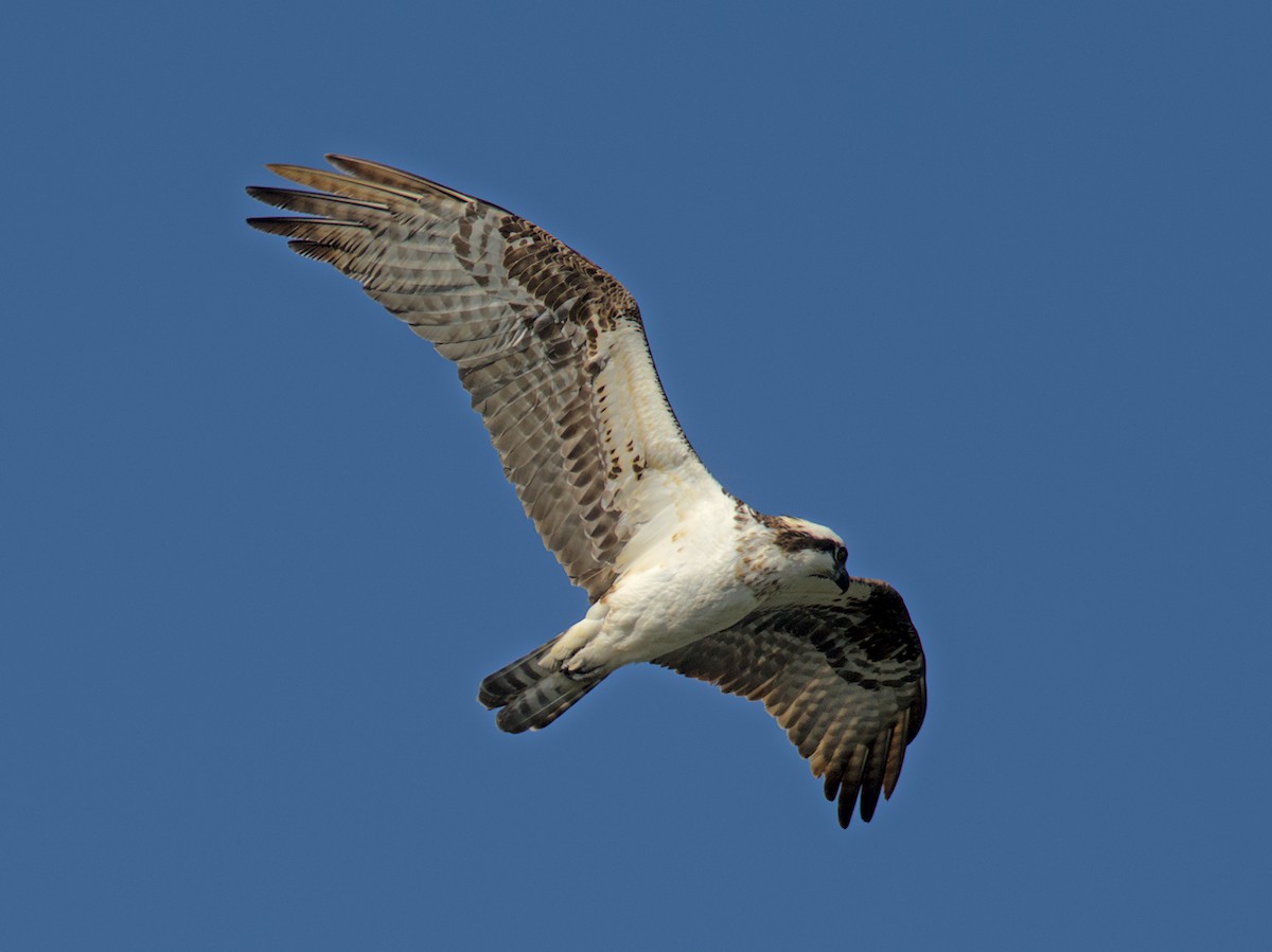 Osprey - ML641309364