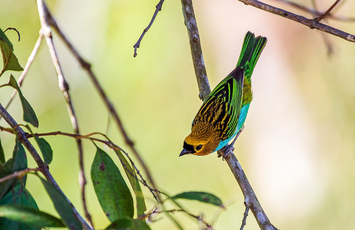 Gilt-edged Tanager - ML641309365