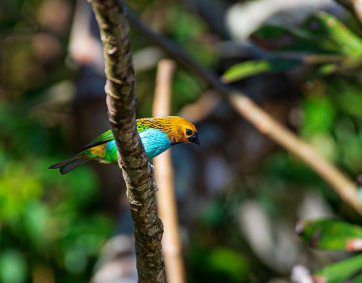 Gilt-edged Tanager - ML641309366