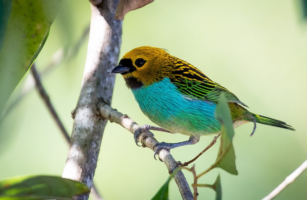 Gilt-edged Tanager - ML641309367