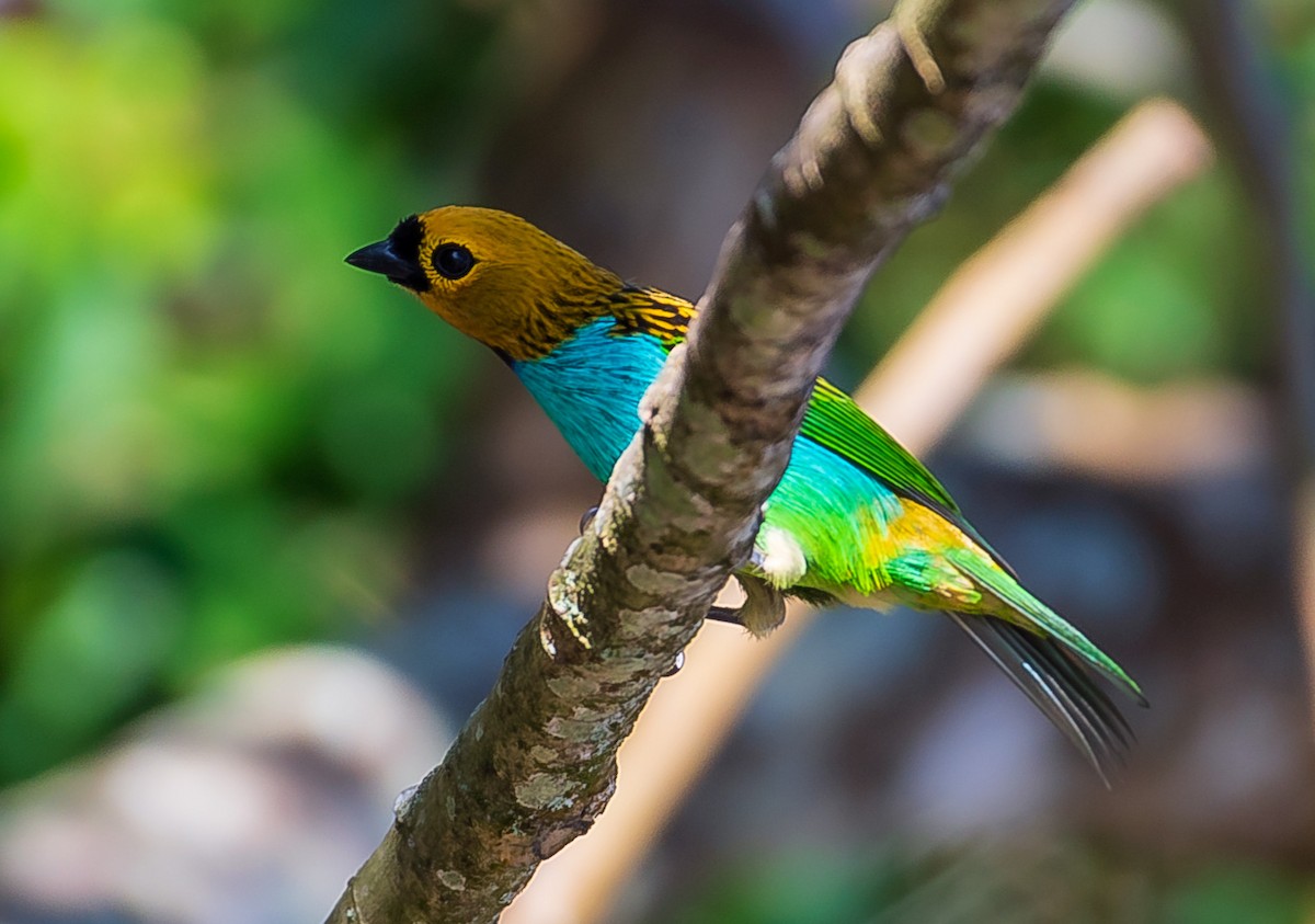 Gilt-edged Tanager - ML641309368