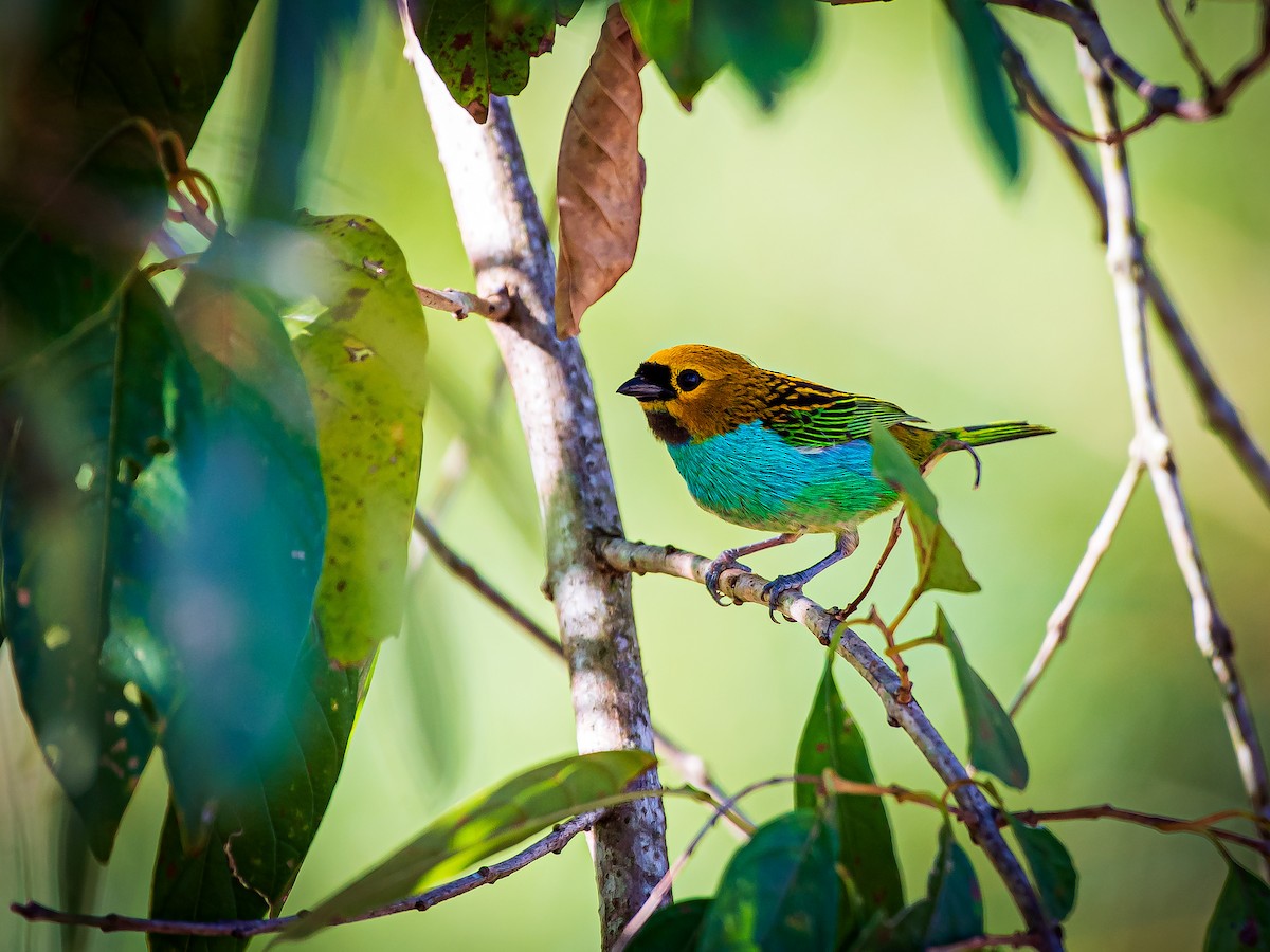 Gilt-edged Tanager - ML641309369