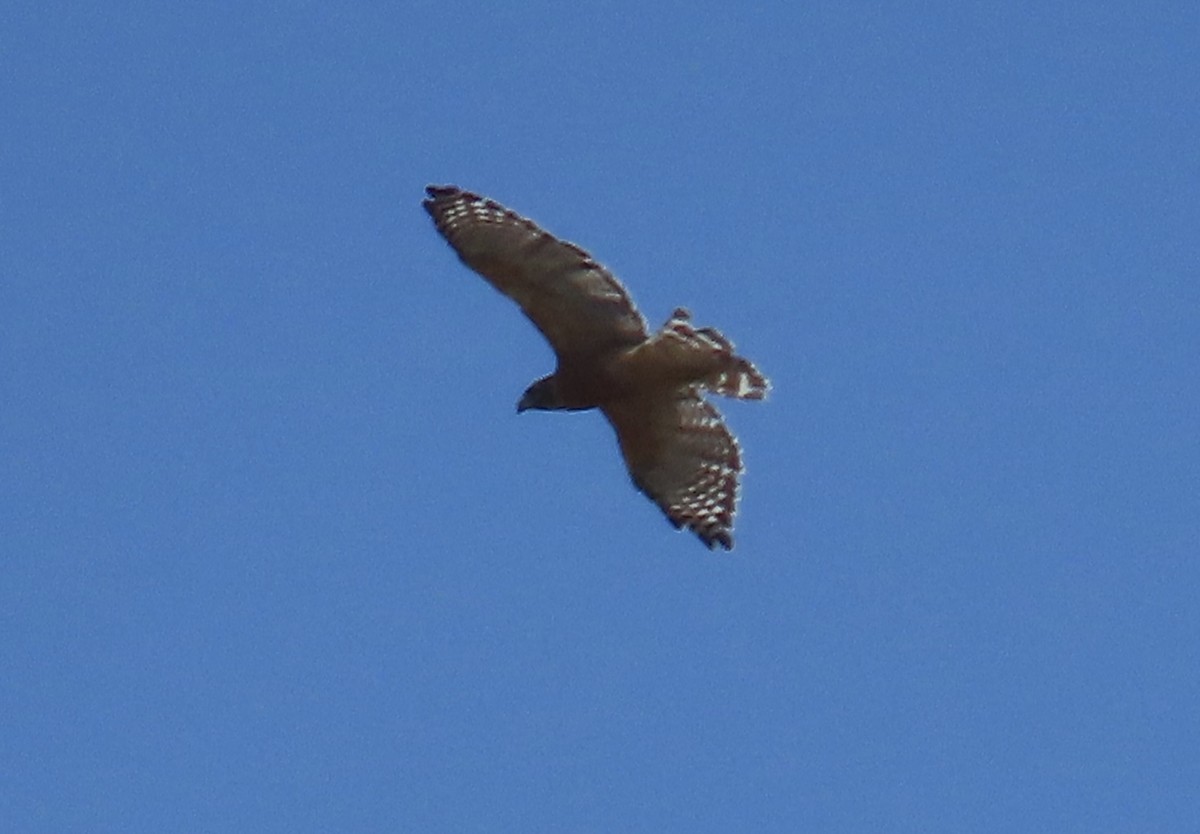 Red-shouldered Hawk - ML641309374