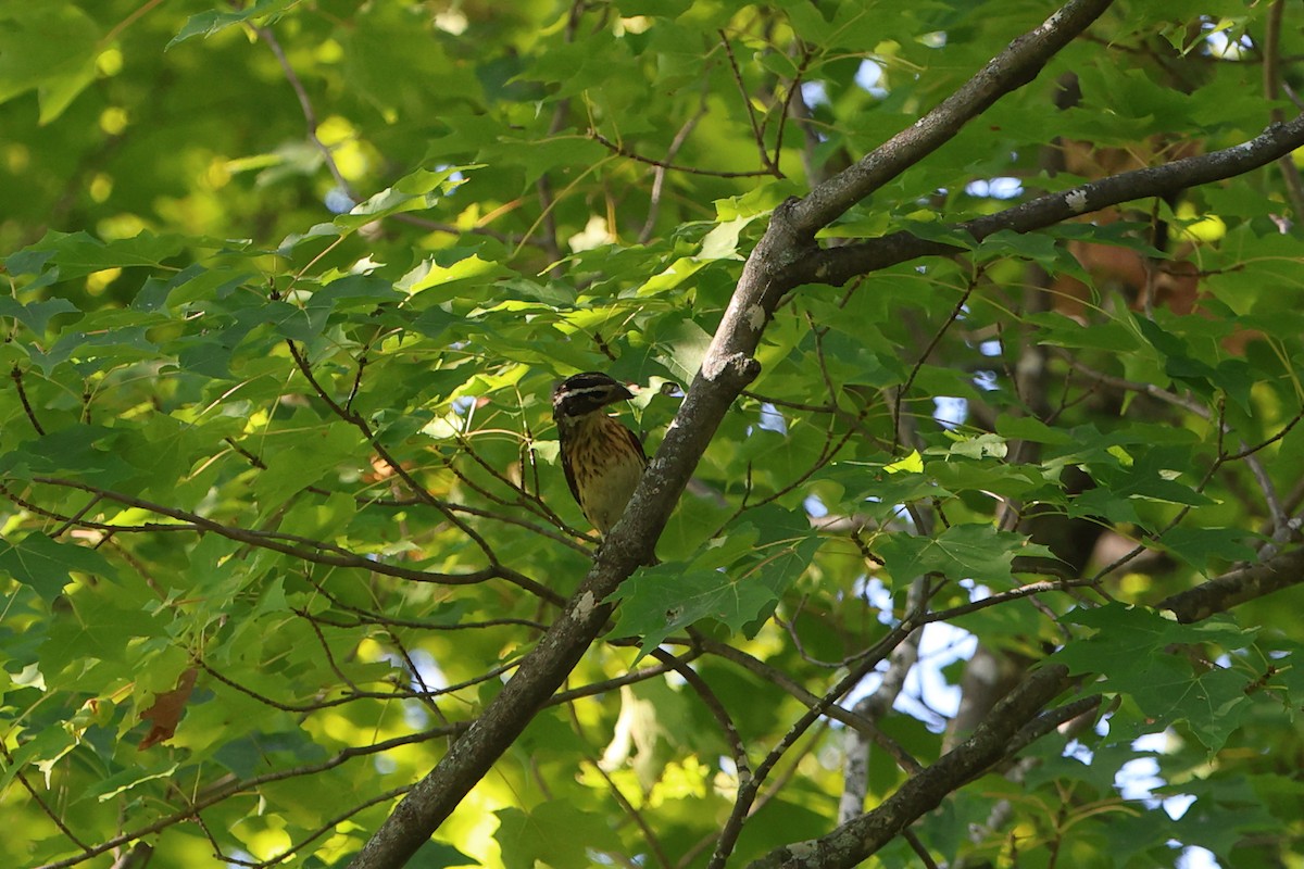 Rose-breasted Grosbeak - ML641309376